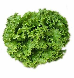 KIVIRCIK SALATA ADET