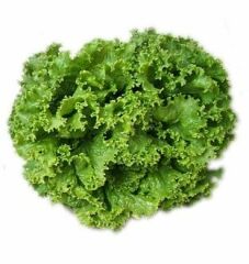 KIVIRCIK SALATA ADET